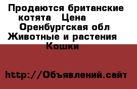 Продаются британские котята › Цена ­ 700 - Оренбургская обл. Животные и растения » Кошки   